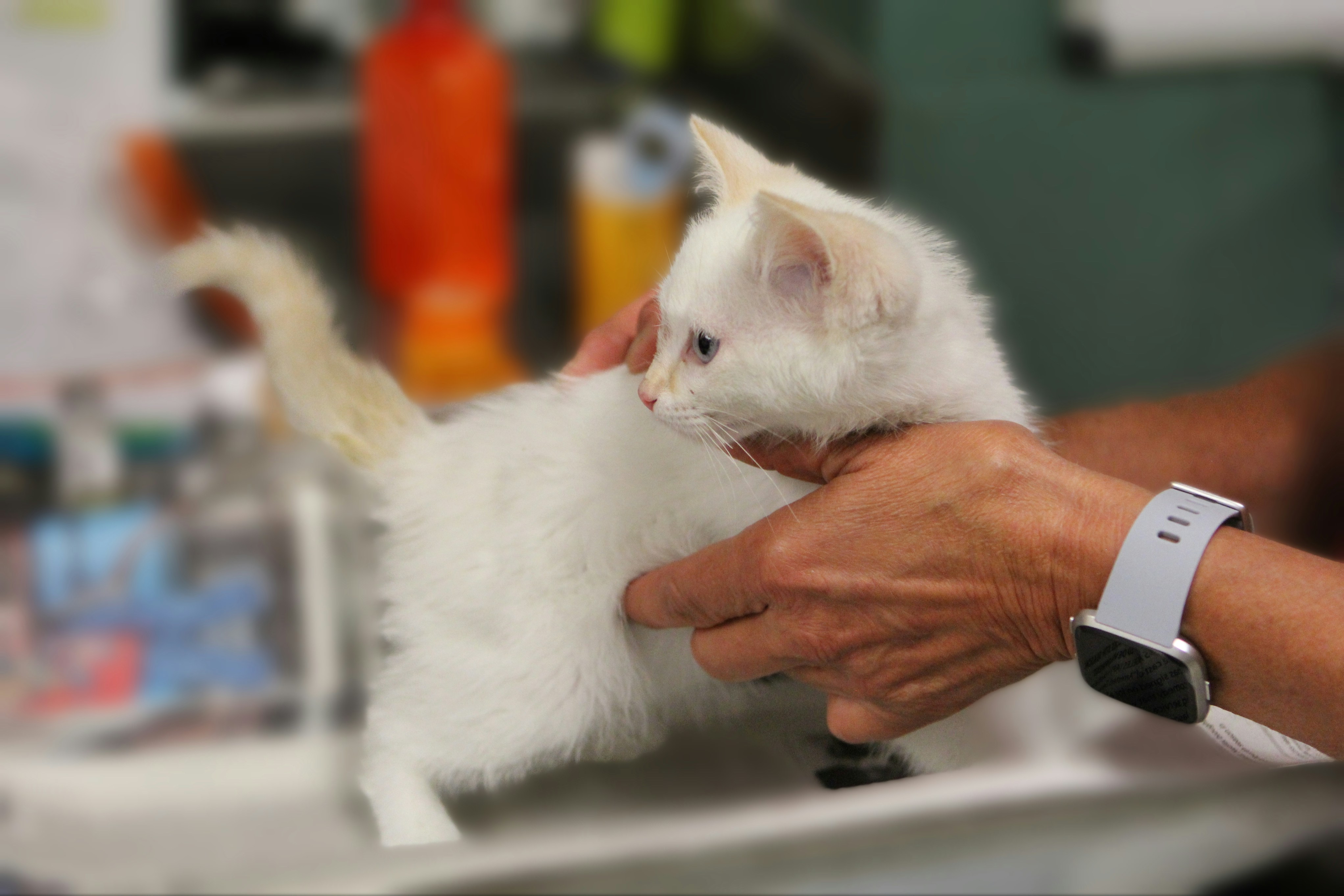 Cat being checked by a person