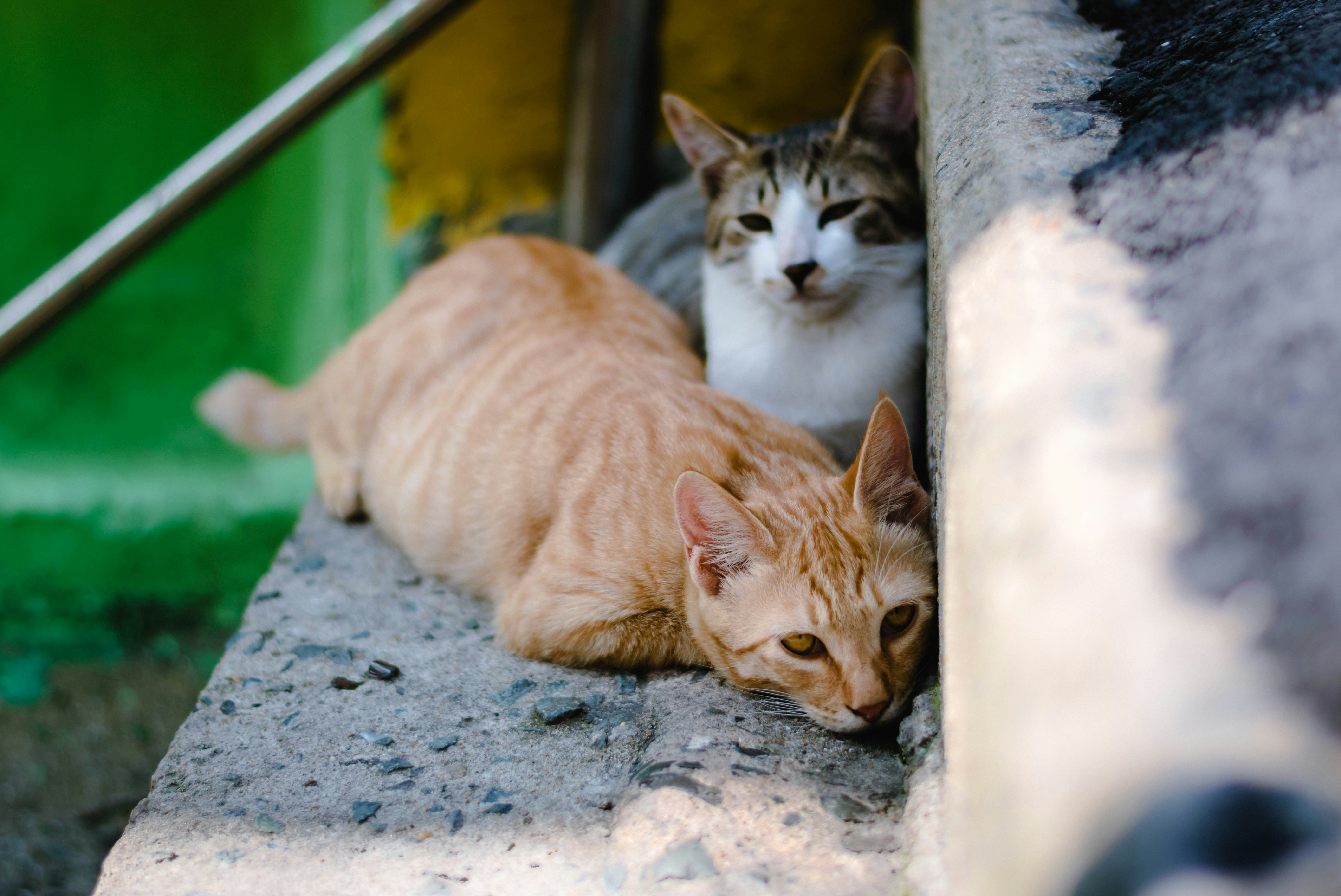 Orange stray cat