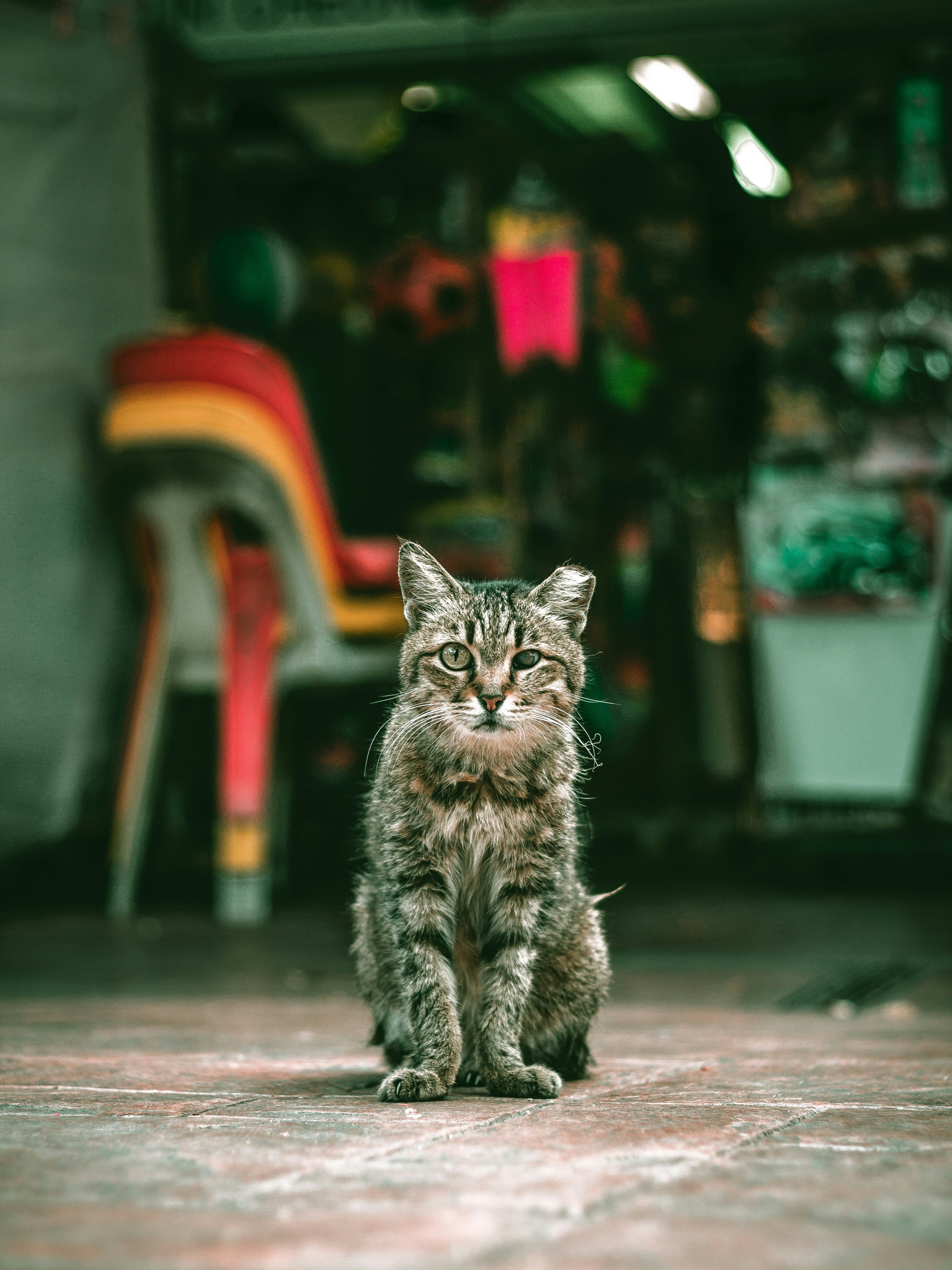 Cat sitting outside